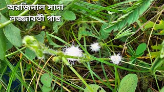 অরজিনাল শ্বেত লজ্জাবতী গাছ বহুদিন খোঁজার পরে আজ  পেলাম।