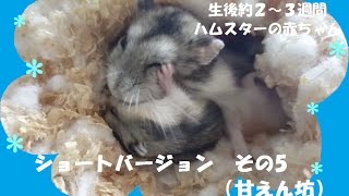 生後約２～３週間のハムスターの赤ちゃん その5（甘えん坊編）Hamster babies