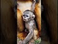 looking the baby monkey so cute while mommy eating orange #cuteanimal #cutemonkey #monkeyworld #cute