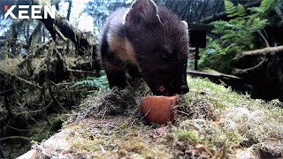 KEEN Explore: Little Pinemarten Eating Egg