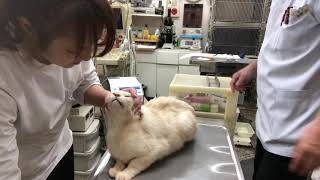 猫のシロベーちゃんの治療③ 栄養補助、投薬