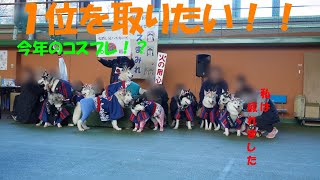 １位を取りたいさくら　【シベリアンハスキー　ハスキーオフ会　ドッグリゾートWoof】