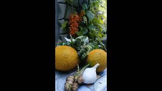 Momordica Cochinchinensis (Gac Fruit, Sugud- Sugud). Permaculture Gardening. Home Video 2023.