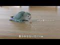 【コザクラインコ】初めて粟ボールを貰ったインコ｜おやつタイム