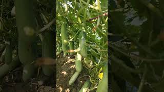 মালিক ২৭২৮ শসার ফলনে কৃষকের মুখে হাসি #agriculture #viralvideo