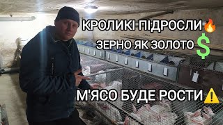 ЗИМОВІ ЗЛУЧКІ ТА ОКРОЛИ ПРОДОВЖУЮТЬСЯ. ЯК ПІДРОСЛИ КРОЛИКІ?