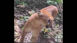 Estudante grava momento inesperado com onça