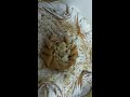 كومند بسطيلة الدجاج و اللوز على أصولها pastela de pollo y almendras