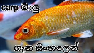 ජනප්‍රිය කාෆ් මසුන් ගැන සිංහලෙන්.carp care.