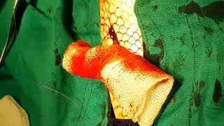 Corn snake egg binding surgery procedure