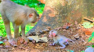 All good baby monkey jogging...Cute and adorable monkey leaping so happy to follow mummy