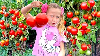 Nastya and dad pick vegetables and strawberries on the farm for mom