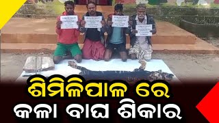 ଶିମିଳିପାଳ ରେ କଳା ବାଘ ଶିକାର  || Anudhyan  Tv