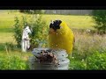 my goldfinch buddy 072224