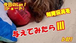 知的玩具を与えてみたⅢ。😺また、長い舌でペロペロするのでしょうか？😹