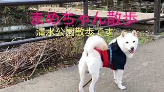 ワンちゃん(豆柴犬)まめちゃん散歩　清水公園散歩しました。