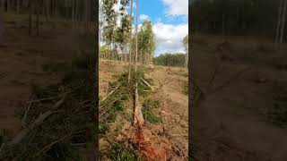 Can Bulldozers Actually Pull Down Trees?!