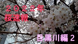 2022年桜速報 目黒川編２　CHERRY BLOSSOM AT MEGURO RIVER PART 2