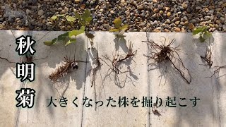 【秋明菊】株分け　移植