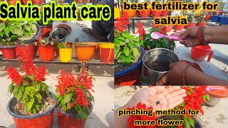 सालवीया प्लांट्स पर ढेरों फूल के लिए जबरदस्ट फ़र्टिलाइज़र //salvia plant care\u0026tips//best fertilizer