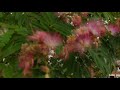 albizia silk tree in full flower.