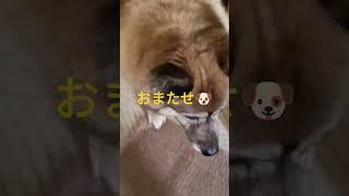 ムーちゃん行くよ！呼ばれるのを待っていた犬のムーちゃん