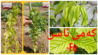 چارەسەری کەمی ئاسن لە ڕووەکدە the fix of iron deficiency in plant