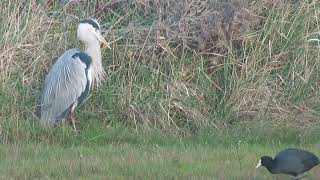 Grey Heron, Ardea cinerea, Blauwe Reiger, Serooskerke, ZL, the Netherlands, 30 Nov 2024 (16)