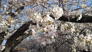 お部屋でお花見、目黒川で桜が咲きました、今年も早いです