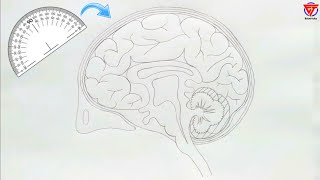 how to draw human brain | how to draw human brain step by step | brain diagram