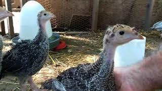 The H\u0026H Ranch gets baby Bronze turkeys