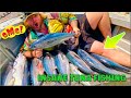 Insane Tuna Fishing Darwin With Adventure Bound