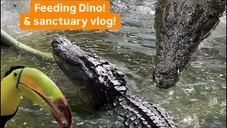 Feeding Dino the 11ft gator!