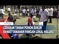 Gerakan Penanaman 1000 Pohon Se-Indonesia, Bibit Pohon Sukun Jadi Pilihan di Maluku