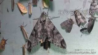 ライトトラップ（昆虫の灯火採集）の様子 2017年6月29日～ 秋田県