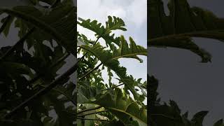 Sweet and Juicy: Papaya Growing in My Garden