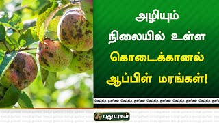 அழியும் நிலையில் உள்ள கொடைக்கானல் ஆப்பிள் மரங்கள் | செய்தித் துளிகள் | PuthuyugamTV