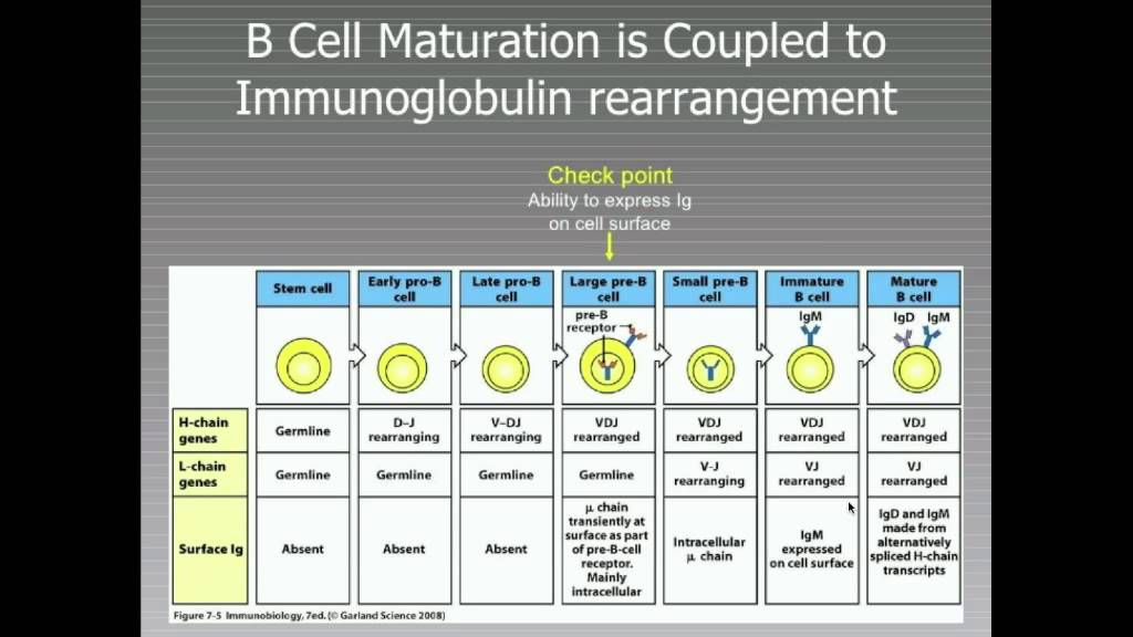 B-Cell Immunodeficiencies - CRASH! Medical Review Series - YouTube