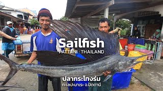 Sailfish at Pattani Thailand : ปลากระโทงร่ม ปะนาเระ ปัตตานี