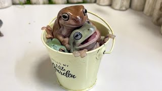 カエルがバケツにぎゅうぎゅう詰めになってますFrogs are crammed into the bucket.