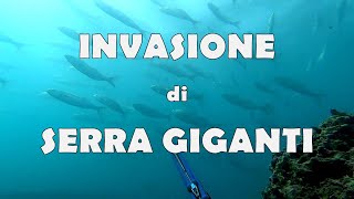 Pescasub Taranto: PREDE E PREDATORI - INVASIONE DI SERRA NEL SOTTOCOSTA 0-5 m