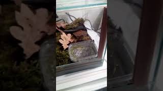 Baby marbled newts (Triturus marmoratus) - terrarium