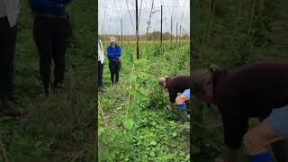 Cutting Back our Hop Plants