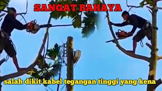 SKILL LUAR BIASA MENEBANG POHON YANG  MENEMPEL LISTRIK TEGANGAN TINGGI DENGAN CHAINSAW