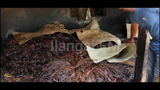 How to make Srilankan Traditional Jaffna Style Smoke leaf | Full video |