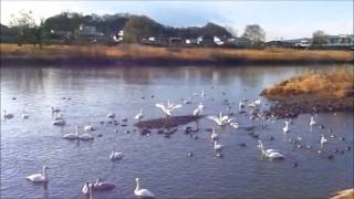 白鳥の鳴き声羽ばたき小競り合い201300113