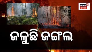 Koraput News | କୋରାପୁଟରେ ବିଭିନ୍ନ ସ୍ଥାନରେ ଜଳୁଛି ଜଙ୍ଗଲ | Forest Fire | Environment | Odia News