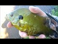 fishing the indicator bug super simple and super effective panfish fly tim on the fly