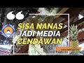 Sisa Nanas Jadi Media Cendawan