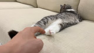 爆睡してる猫の肉球をこちょこちょしてみたら反応がかわいすぎたw